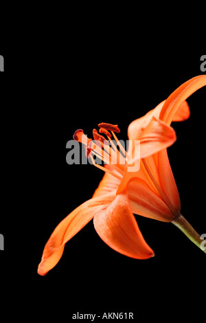 Stargazer Lily Banque D'Images