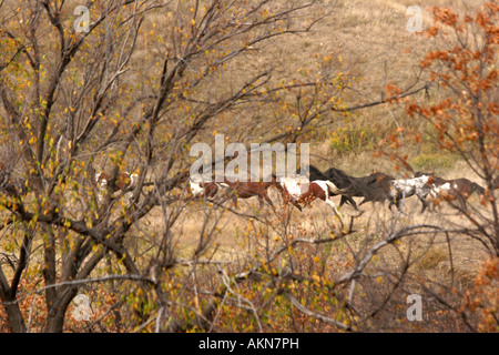 Chevaux qui courent à travers les quelques arbres qui poussent dans les plaines du Dakota du Sud Banque D'Images