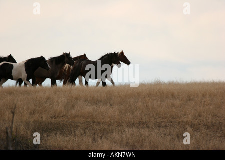 Les chevaux dans les prairies du Dakota du Sud Banque D'Images