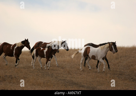 Chevaux qui courent dans les plaines du Dakota du Sud Banque D'Images