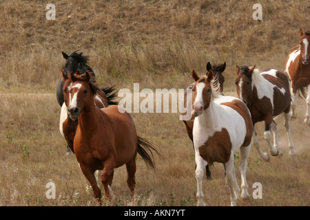 Les chevaux des Indiens s'exécutant dans le Dakota du Sud Banque D'Images