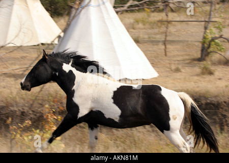 Un poney noir et blanc fonctionnant au moyen d un village de tipis