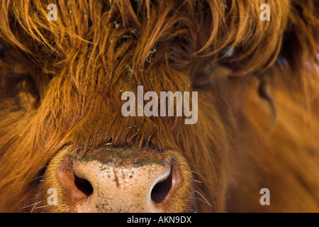 Close up of Scottish Highland cattle face Banque D'Images