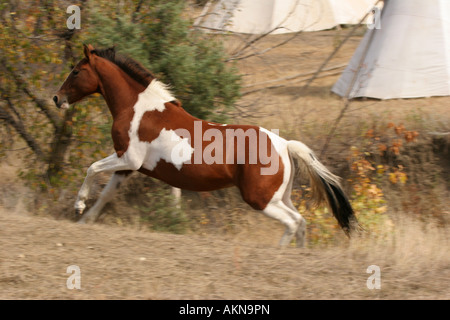 Un poney indien qui traversent le village de tipis indiens encampment Banque D'Images