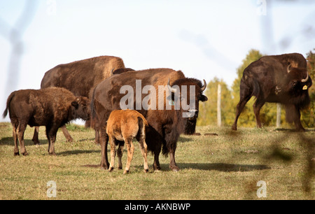 L'alimentation des veaux de bison dans le pittoresque centre de la Saskatchewan Banque D'Images