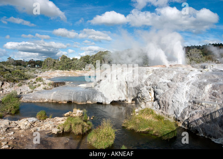 Pohutu Et Les Geysers Du Prince De Galles, Whakarewarewa, Rotorua, Île Du Nord, Nouvelle-Zélande Banque D'Images