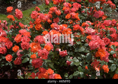 Le capitaine Cook roses dans les jardins botaniques, Christchurch, Nouvelle-Zélande, île du Sud Banque D'Images