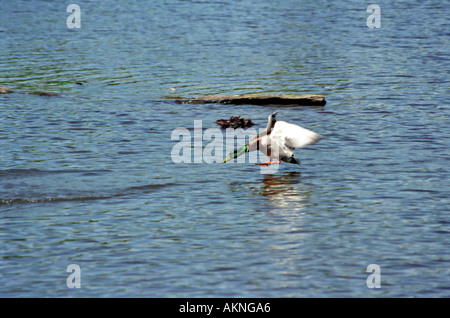 Canard Mallard drake attaquer un autre homme et le conduire à l'écart Banque D'Images