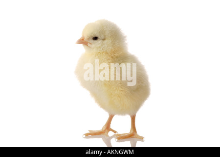 Cute little Baby Chicken Banque D'Images