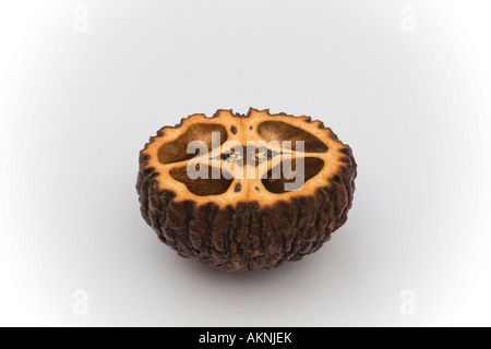 Une coupe transversale d'un écrou de la noyer noir (Juglans nigra). Macrophotographie d'une coupe de noix de noyer noir (France). Banque D'Images