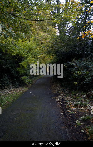 Dans les bois Banque D'Images