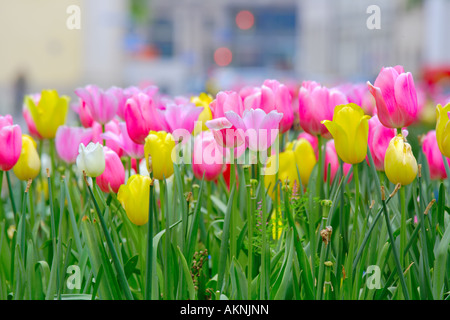 Bouquet de tulipes jaunes et roses Banque D'Images