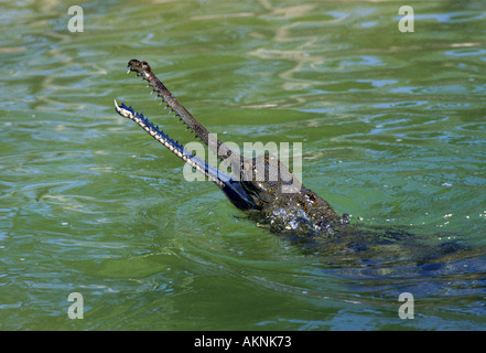 Gharial indien Parc national de Chitwan au Népal Banque D'Images