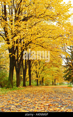 Automne dans le parc de la ville Banque D'Images