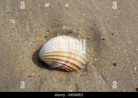 Cockle Shell échoués sur Utah Beach Normandie France Banque D'Images