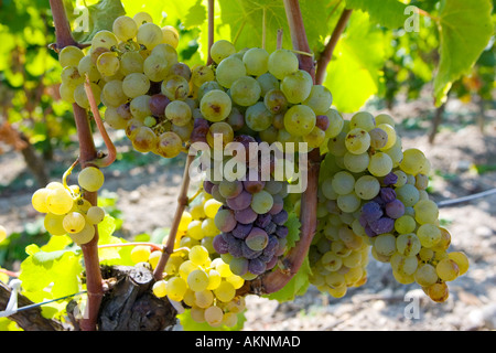 La pourriture noble Botrytis cinera sur vigne Preignac Sauternes France sur le domaine de Château de Malle Banque D'Images