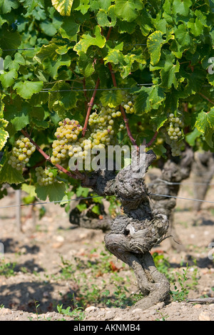 La pourriture noble Botrytis cinera sur vigne à Sauternes France sur le domaine de Château de Malle Banque D'Images