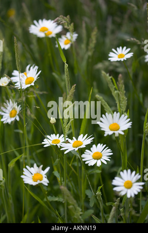 Fleurs Daisy parmi l'herbe Oxfordshire Royaume-Uni Banque D'Images