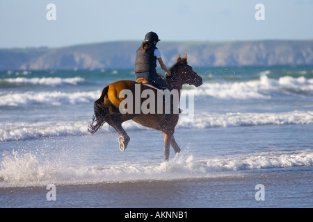 Jeune femme monte un cheval baie large sur Haven Beach, Pembrokeshire Wales United Kingdom Banque D'Images