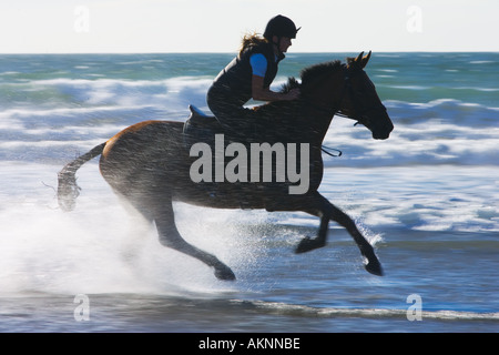 Jeune femme monte un cheval baie large sur Haven Beach, Pembrokeshire Wales United Kingdom Banque D'Images