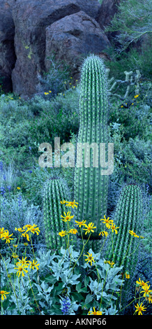 Un tuyau d'orgue jeunes avec Cactus Brittlebush fleurs tôt le matin de l'ombre du tuyau d'Orgue Monument National Cactus en Arizona Banque D'Images