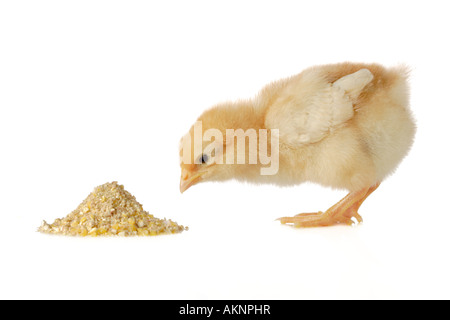 Un repas de poulet bébé Banque D'Images