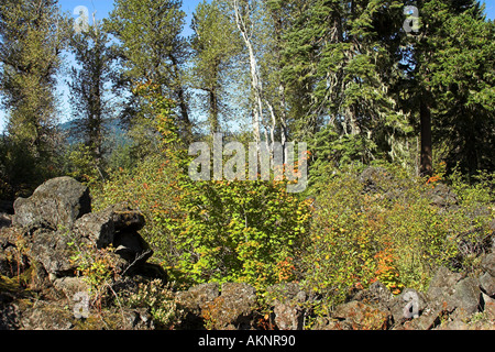 Coulée de couleur à partir de l'automne sur érable circiné dans l'Oregon Cascades 2005 Banque D'Images