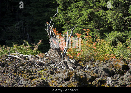 Coulée de couleur à partir de l'automne sur érable circiné dans l'Oregon Cascades 2005 Banque D'Images