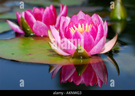 Nymphaeaceae fleurs NÉNUPHAR nénuphar et bud avec reflet dans l'eau de l'étang close up Banque D'Images
