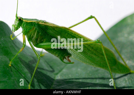 La grande sauterelle verte Tettigonia viridissima sur une feuille Banque D'Images