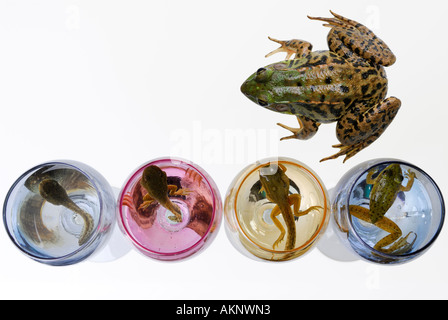 Les étapes de grenouille verte de têtard à l'adulte avec verres colorés sur fond blanc Banque D'Images