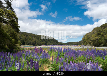 Les lupins sauvages juste à côté de la route de Milford à Te Anau, Fiordland, île du Sud, Nouvelle-Zélande Banque D'Images