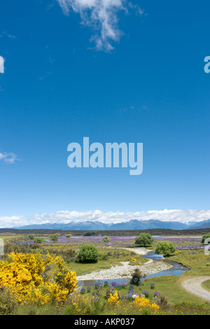 Les lupins sauvages juste à côté de la route de Milford à Te Anau, Fiordland, île du Sud, Nouvelle-Zélande Banque D'Images