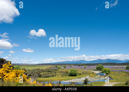 Les lupins sauvages juste à côté de la route de Milford à Te Anau, Fiordland, île du Sud, Nouvelle-Zélande Banque D'Images