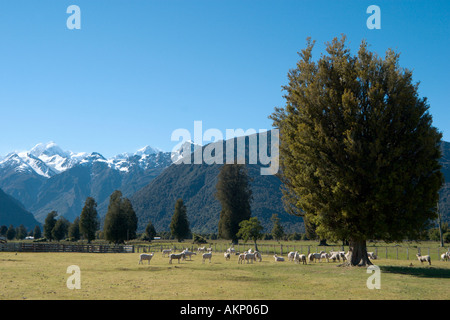 Ferme de moutons avec une vue sur le Mont Cook et le Mont Tasman de près du lac Matheson, Fox Glacier, île du Sud, Nouvelle-Zélande Banque D'Images