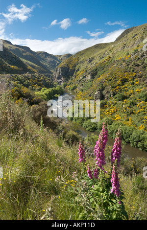 Vue depuis la piste sur le Taieri Gorge Railway de Dunedin, Otago, île du Sud, Nouvelle-Zélande Banque D'Images