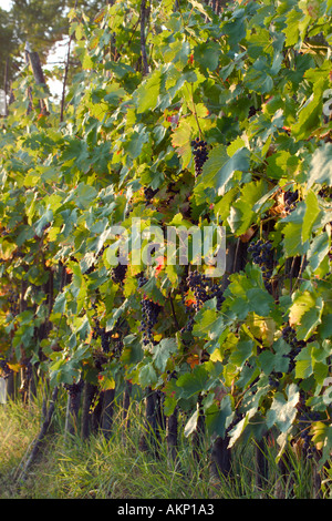 Le Nord de l'Italie Toscane raisins sur la vigne juste avant la vendemmia ou vendanges les raisins de vin rouge Banque D'Images