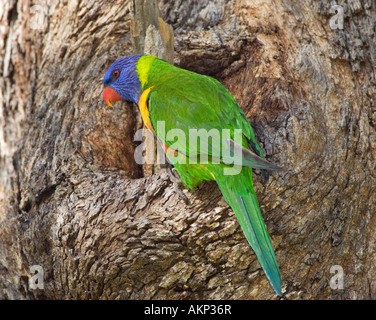 Un arc-en-ciel Lorikeet (Trichoglossus moluccanus) à côté de son nid creux. Banque D'Images