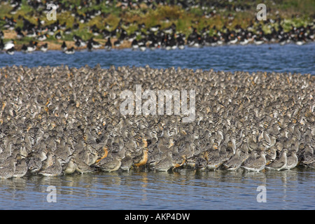 Troupeau de maubèche (Calidris canutus) se percher, King's Lynn, Norfolk Banque D'Images