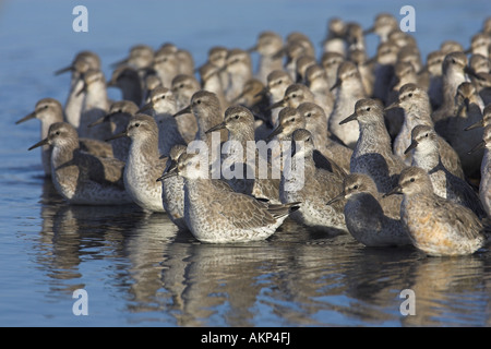 Troupeau de maubèche (Calidris canutus), King's Lynn, Norfolk, Angleterre Banque D'Images