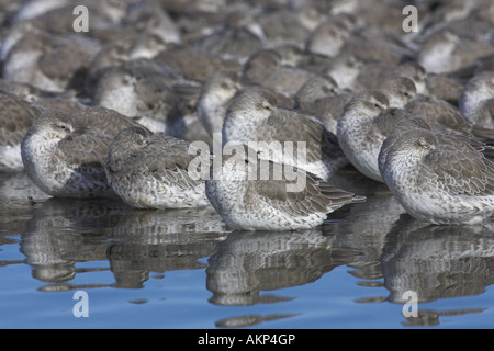 Troupeau de maubèche (Calidris canutus) se percher, King's Lynn, Norfolk Banque D'Images