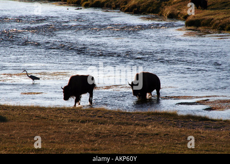 Traverser la rivière Firehole bisons près de la fontaine Flatts dur dans la Geyser Basin, Parc National de Yellowstone, Wyoming. Banque D'Images