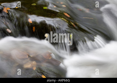 Les feuilles d'automne piégées sur des roches dans l'Aira Beck de Ornans dans le Parc National de Lake District Banque D'Images