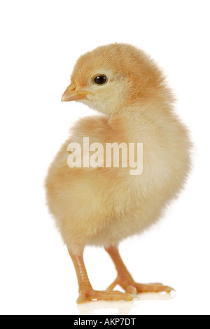 Cute little Baby Chicken Banque D'Images