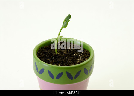 Les jeunes plantes de pois, Pisum sativum, plantule sortant de terre Banque D'Images