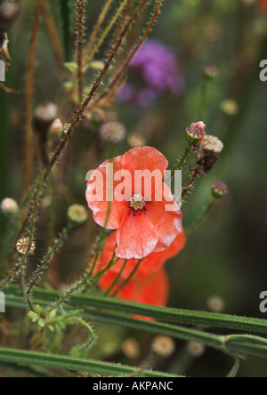 Les rhoeas de pappy commun dans un jardin boisé sombre avec une fleur pourpre floue au foyer doux en arrière-plan sur l'île de wight en angleterre au royaume-uni Banque D'Images