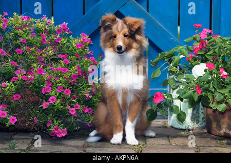 Shetland Sheepdog chiot assis à côté de Blue Garden Gate Greenville Indiana Banque D'Images