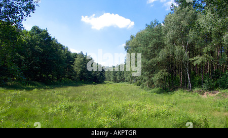 D-Datteln, Euskirchen, canal, Canal Wesel-Datteln Datteln-Hamm, canal Dortmund-Ems Canal, Rhine-Herne, réserve naturelle, Hohe Mark Die Haard, Ruhr, Rhénanie du Nord-Westphalie, Datteln-Ahsen, suppression de la Haard Banque D'Images