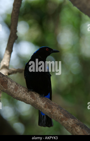 Asian Fairy Bluebird Irena puella Banque D'Images