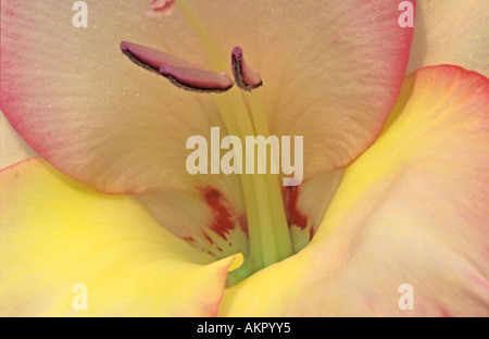 Glaïeuls jaunes flower close up Banque D'Images